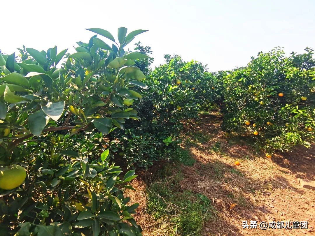 摘草莓橘子的地方推荐,附近摘橘子的地方推荐