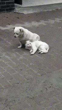 哈哈笑抽了，现在全网都知道他被绿了，网友：头上顶着青青草原