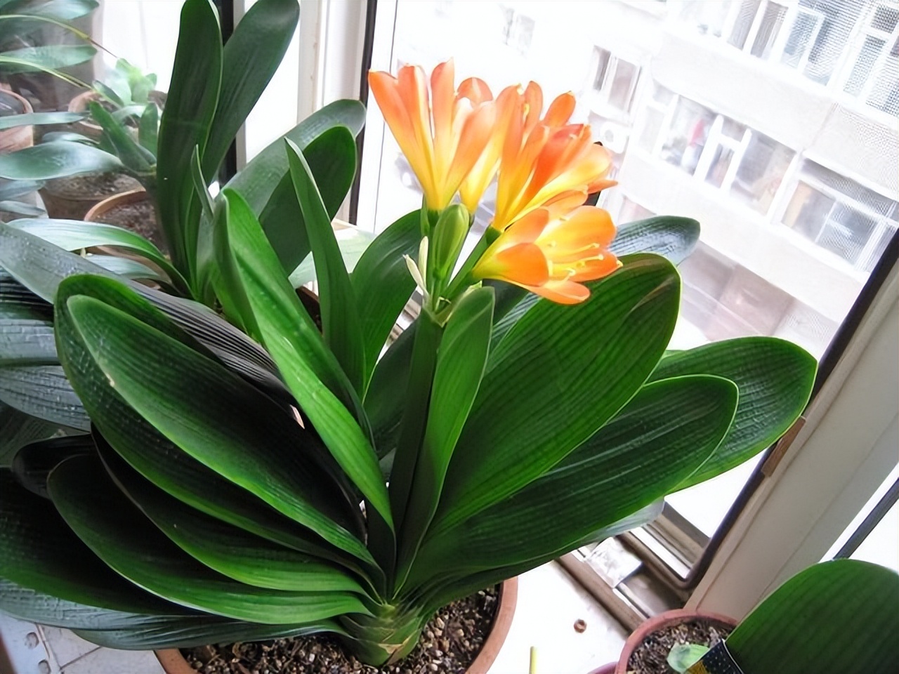 好养的喜阴花有哪些室内,哪些花喜阴不见阳光也可以生长