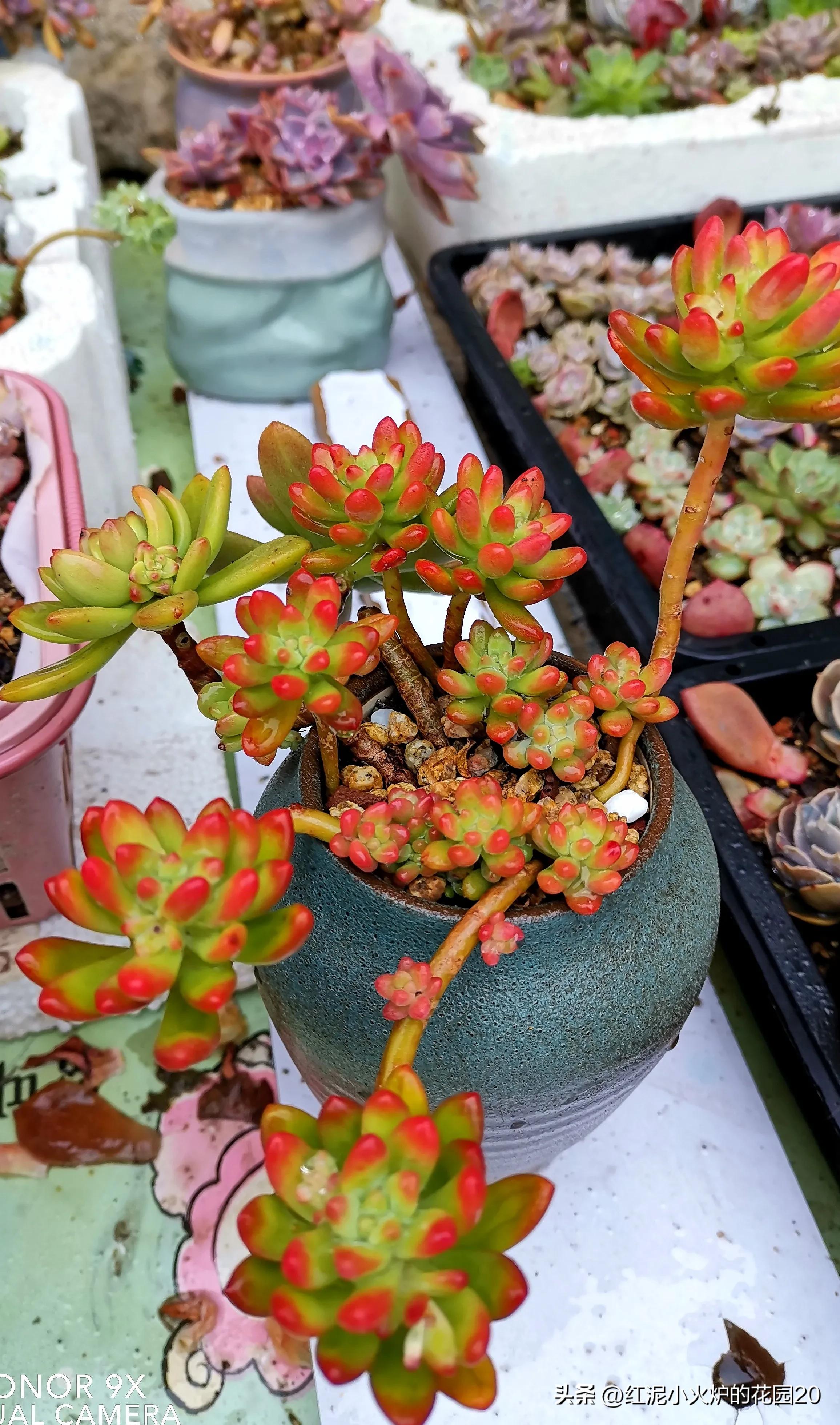 说说你生活中踩过的坑,那些年我踩过的坑原视频