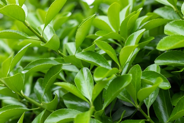 步长清热解毒胶囊功效,清热解毒胶囊功效作用