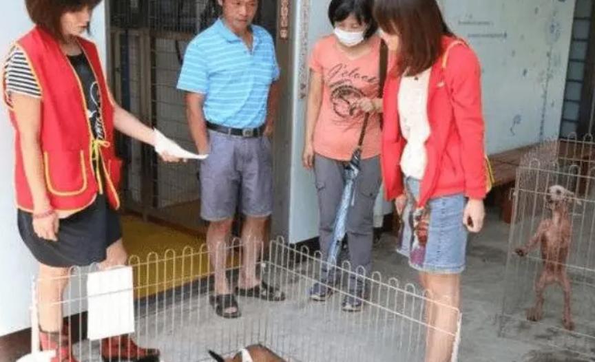 台湾女孩简稚澄,台湾女子给狗狗安乐死