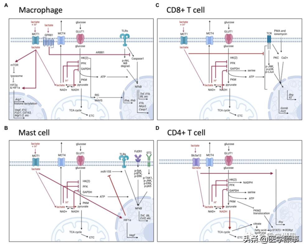 乳酸是人体的什么,乳酸是代谢废物吗