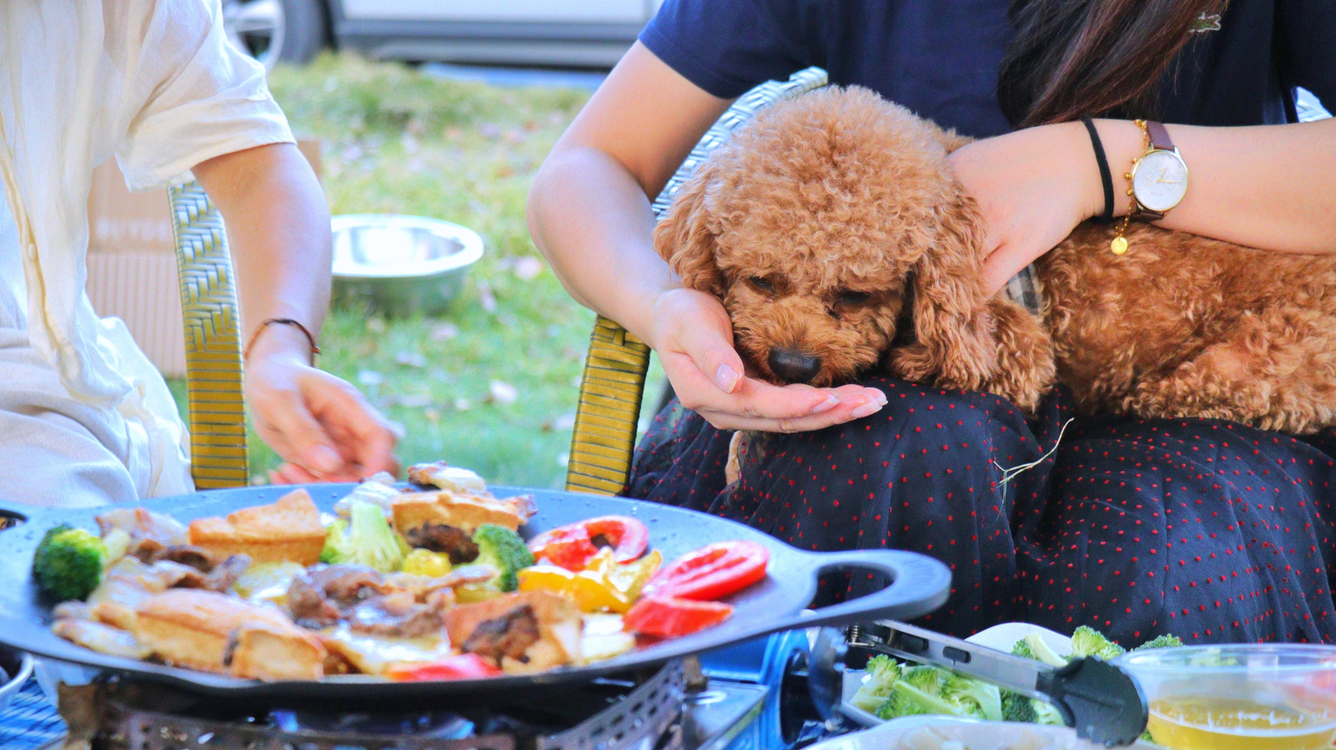 北鼎烤肉不粘锅,北鼎烤肉盘家用无烟电磁炉