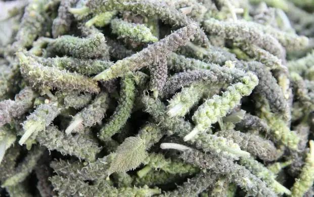 树干结满果子的树能吃,有种树上果子能吃