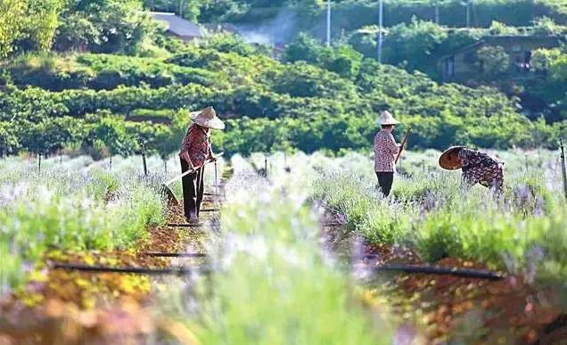 农业面源污染管理面临的问题,农业面源污染防治实用新技术