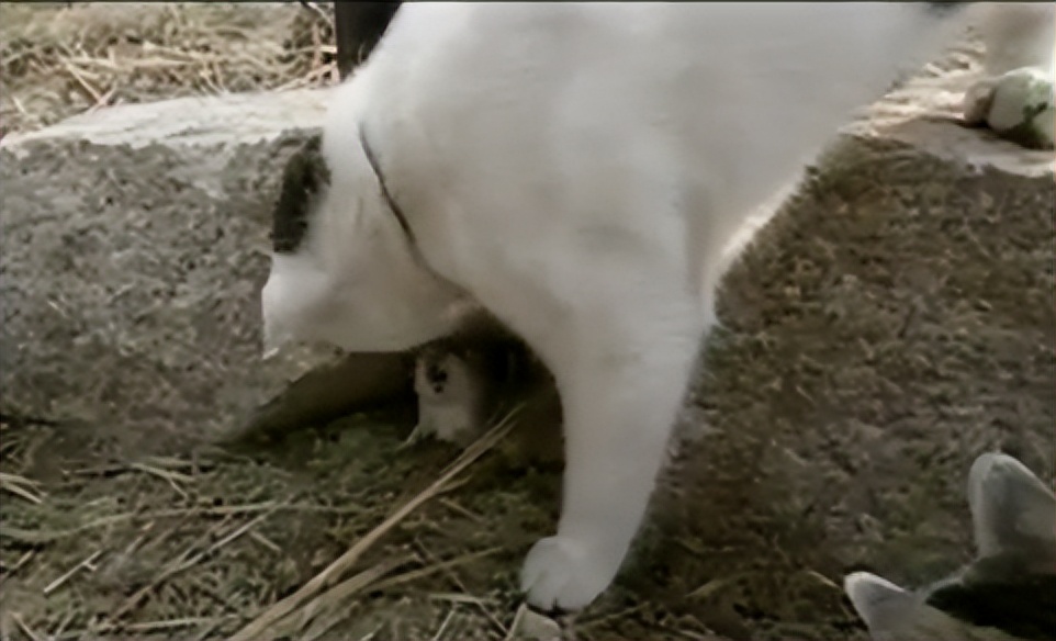 辽宁国家粮仓遭鼠患，员工训练流浪猫当兵入伍，厂内上演猫鼠大战