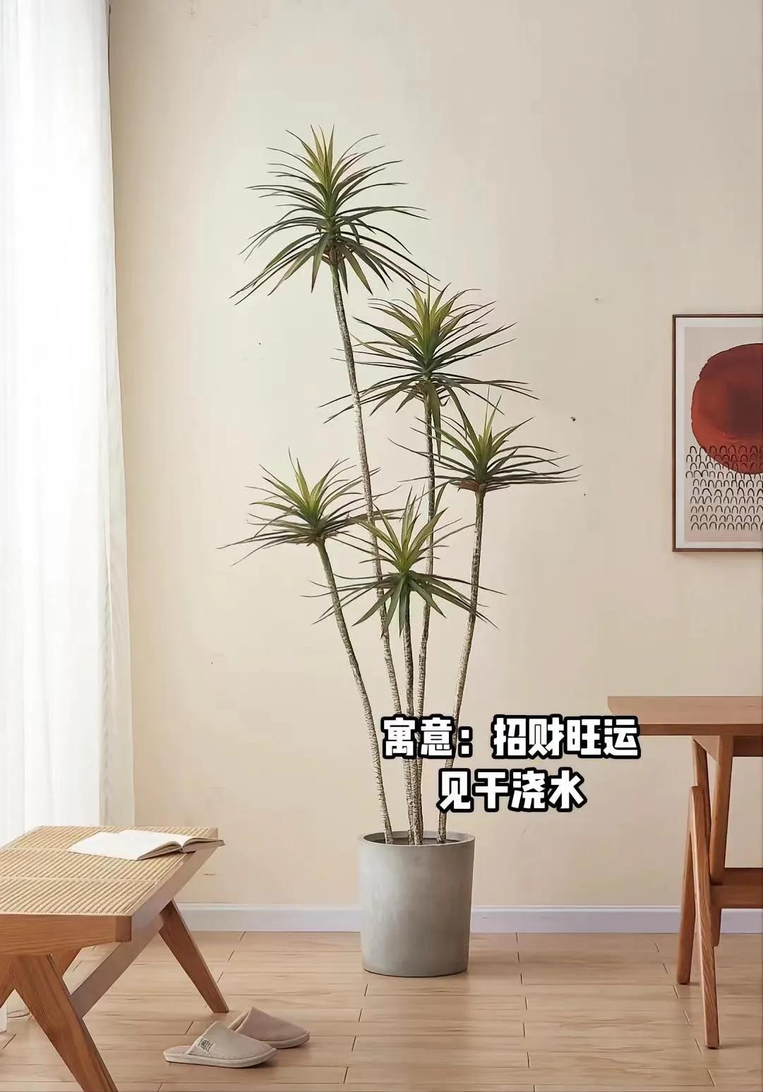 客厅适合摆放的十大植物花卉,客厅适合摆放的植物有哪些品种
