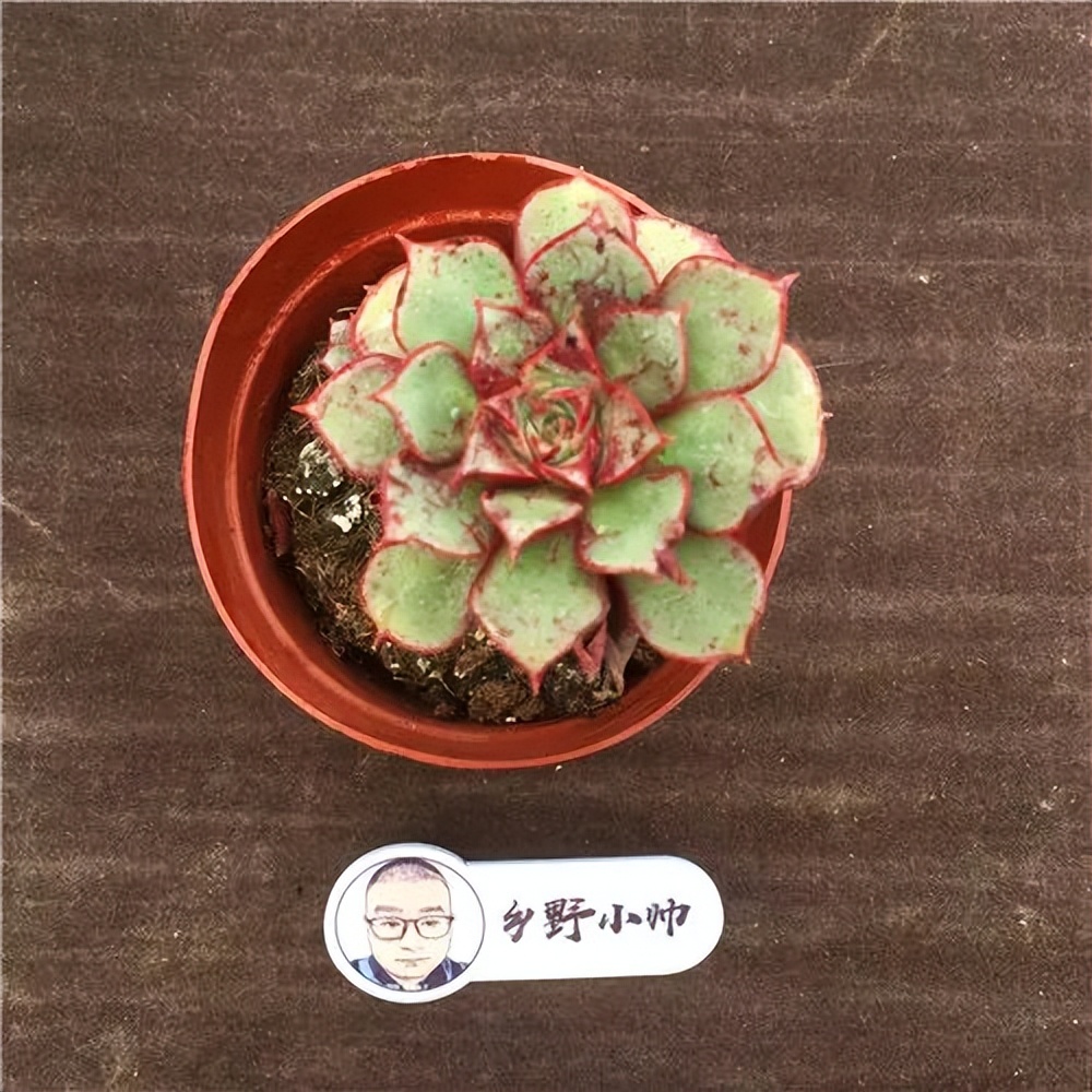 推荐多肉植物，颜值高状态好，看看有没有喜欢的