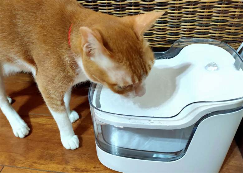 猫咪自动喂水喂食一体器智能测评,宠物猫咪智能喂水器