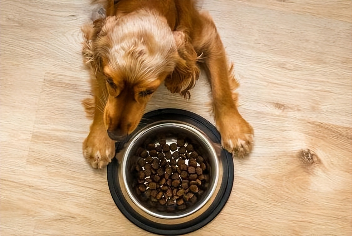 狗狗只吃狗粮为什么会吐,狗狗每天只吃一点点狗粮