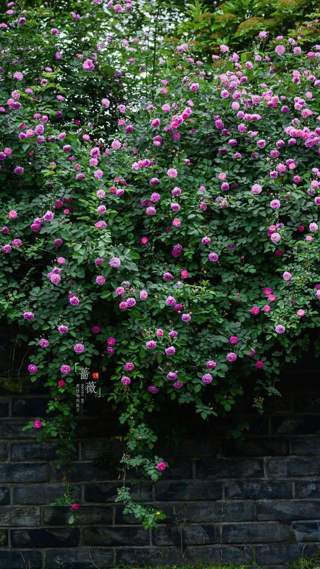 唯愿此生无恙只言温暖不语悲伤,当一切尘埃落定洗尽铅华