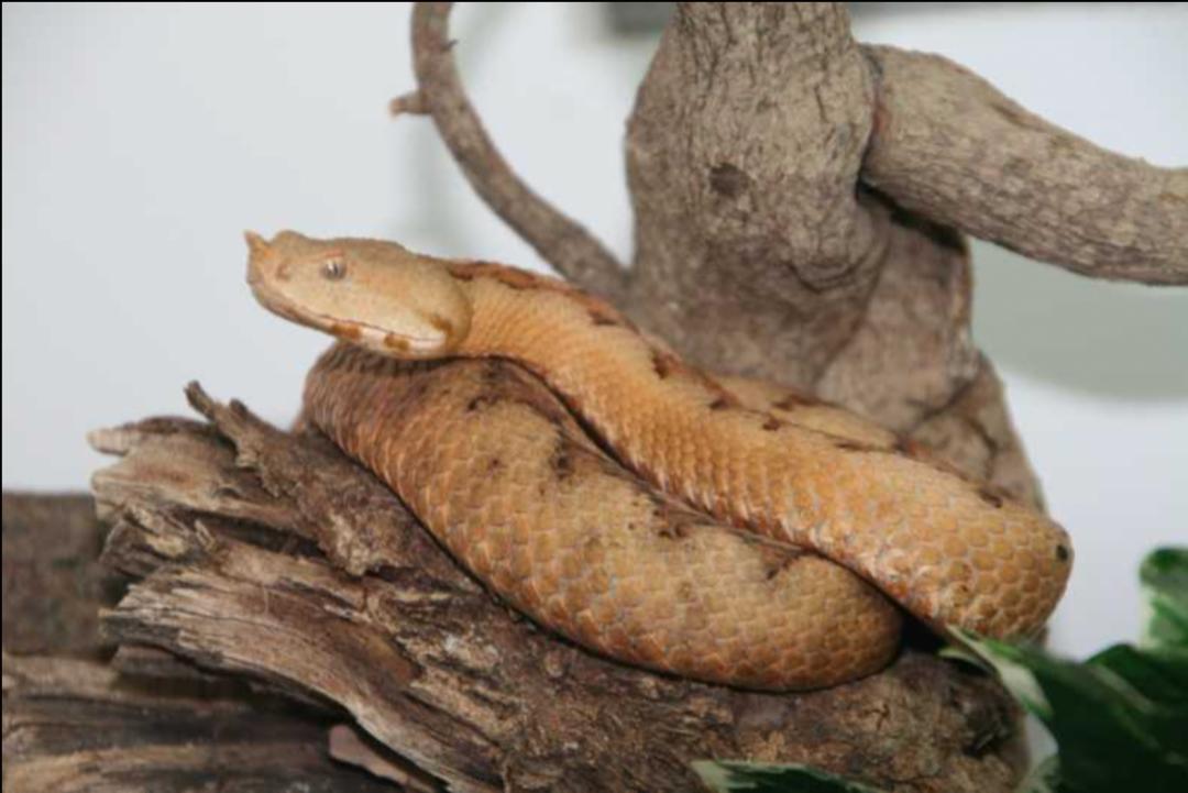 「原来欧洲有这么多种蛇？！」偷师卡塞尔的豢龙大师·下