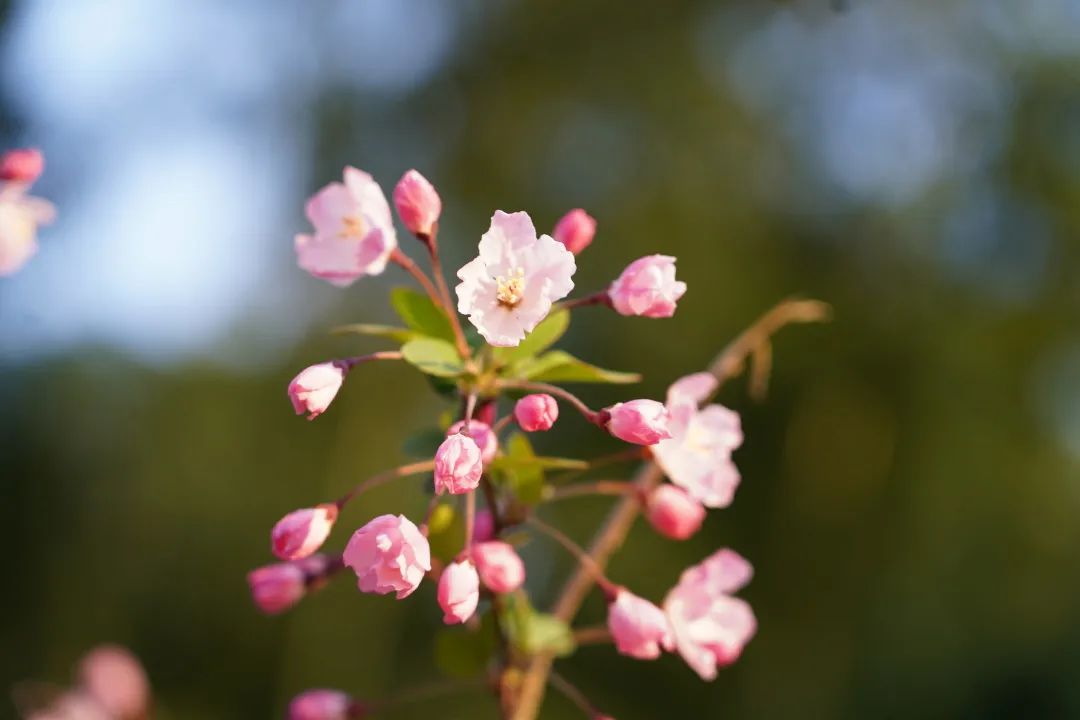 春日打卡|三月春风吹海棠,花开缤纷迷人眼