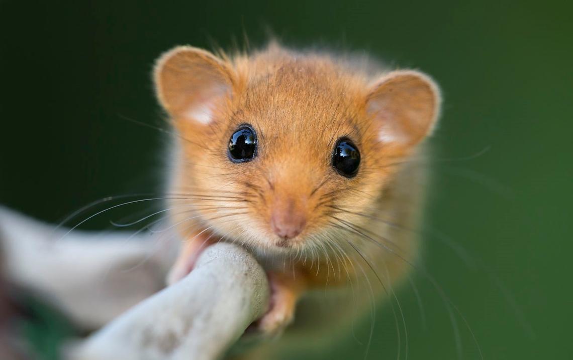 动物界的“睡神”，睡觉睡到去世，它是怎么做到的？