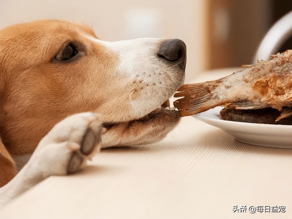 狗狗最爱吃的六种蔬菜,狗狗最爱吃的十种食物