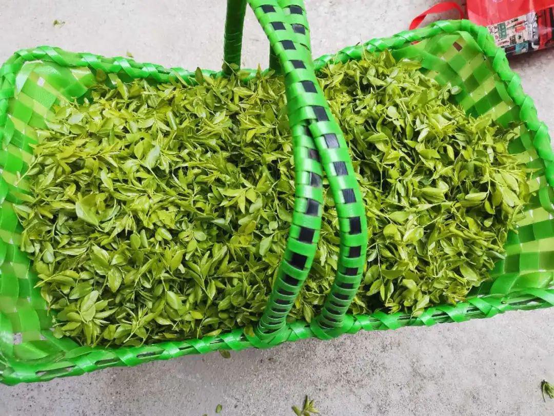 酸枣芽是炒了好还是冷冻鲜的好,酸枣芽采摘来直接生炒