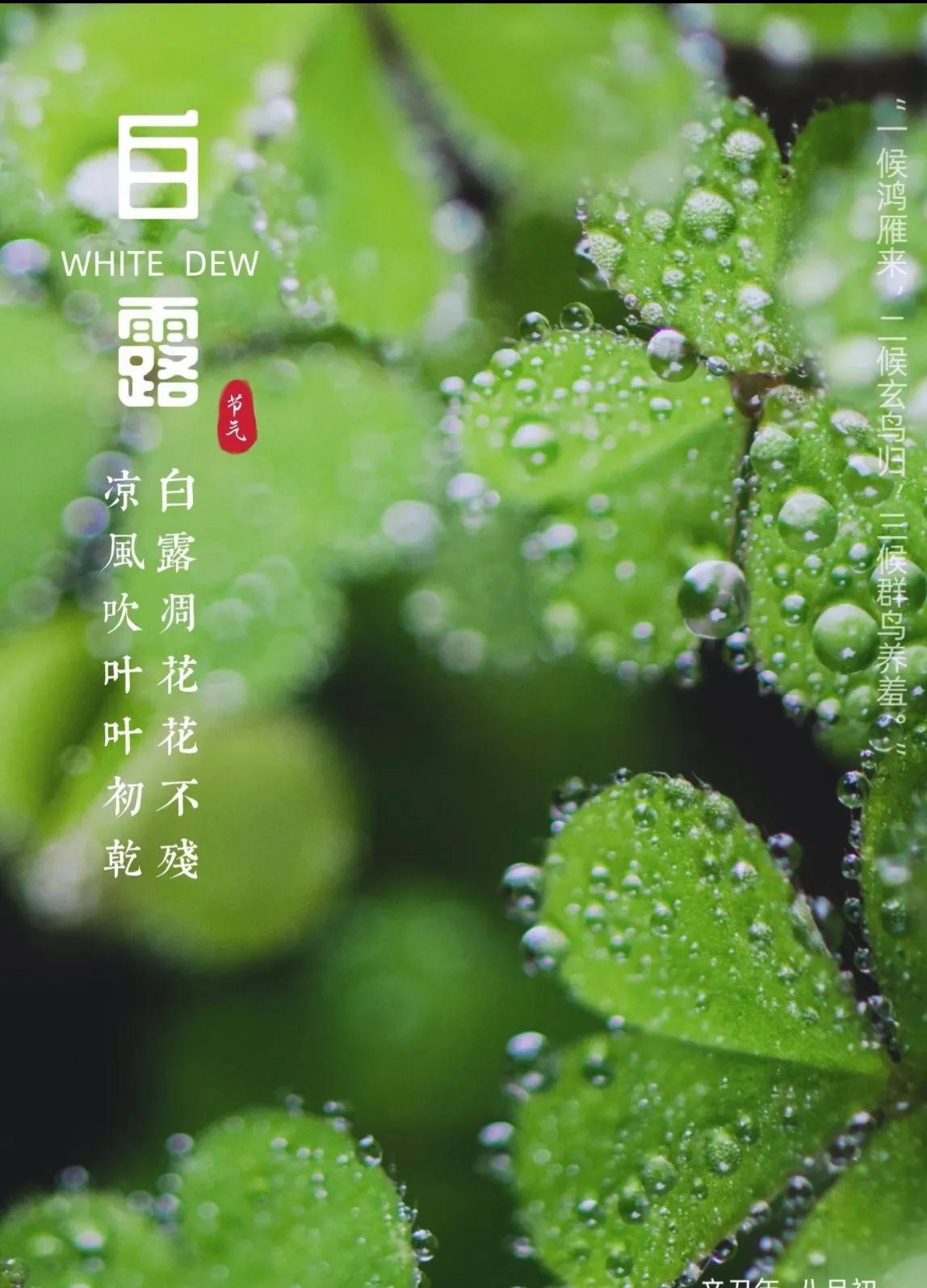 二十四节气中的白露为什么叫白露,为什么叫白露节气呢