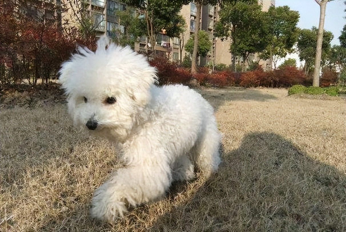 比熊一生必经五个阶段,比熊最坏的5个坏习惯