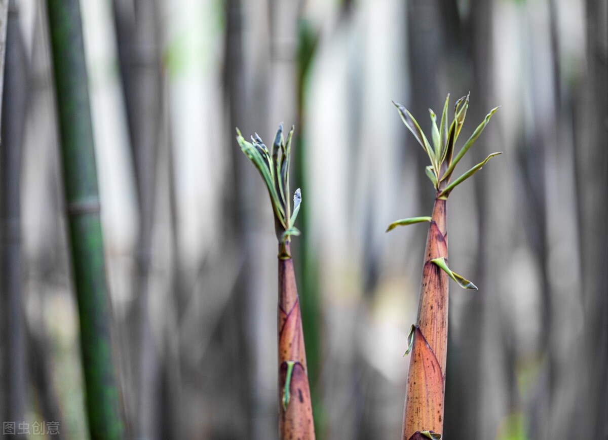 请收下这份冷知识：植物篇