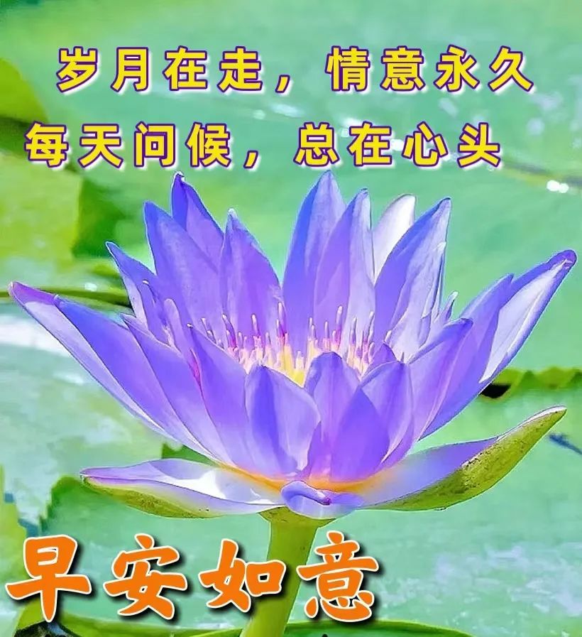 九月早上祝福,九月九早上好的祝福视频