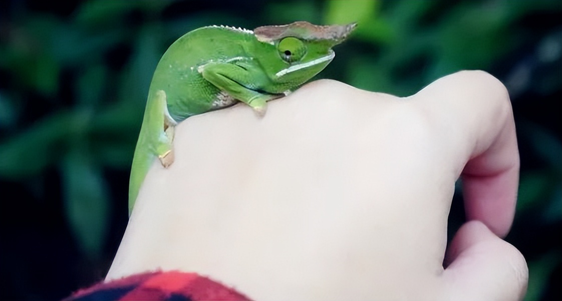 可爱妖娆的小精灵，超过瘾|这里的狐猴也太好撸了吧！