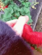 林志玲为什么越来越像日本贵妇,林志玲越来越像日本贵妇