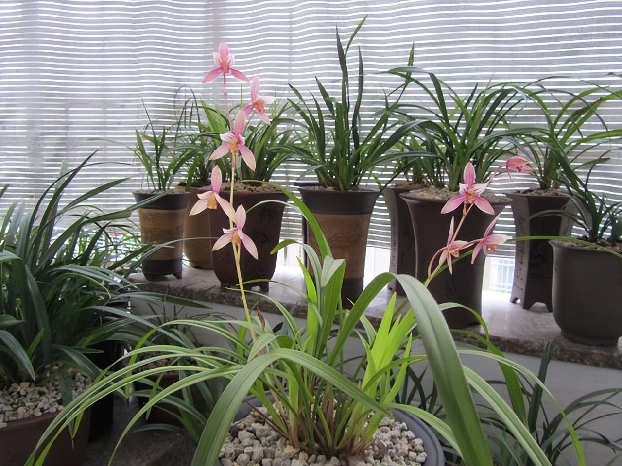 养什么品种的兰花又香又好养,兰花都有哪些常见常养的品种