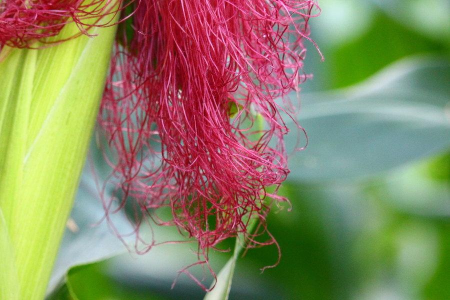 黄芪常喝百病消配这几宝效果更好,山楂和黄芪真的可以打通血管吗