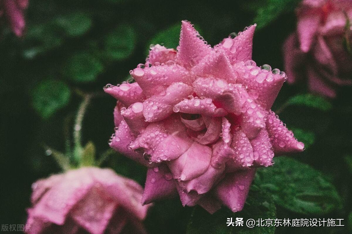 雨天怎么给植物光照,下雨天如何帮植物挡雨