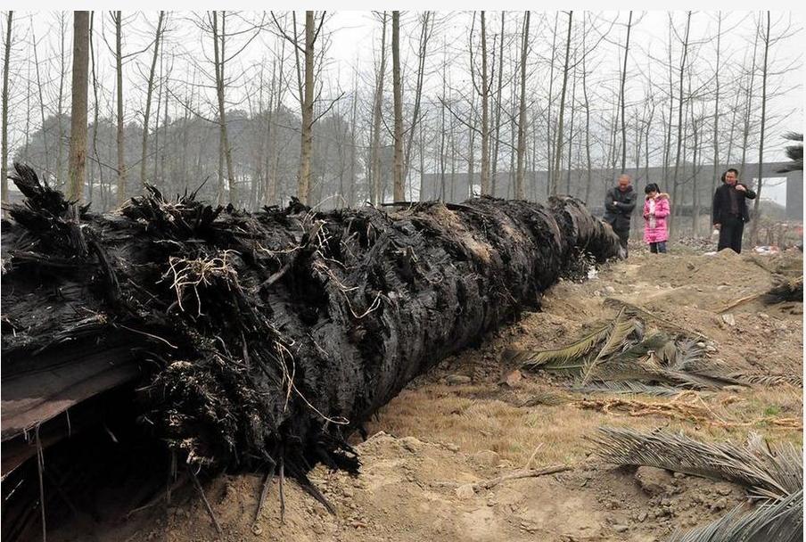 一棵树价值十亿,一棵金丝楠木价值2.5个亿