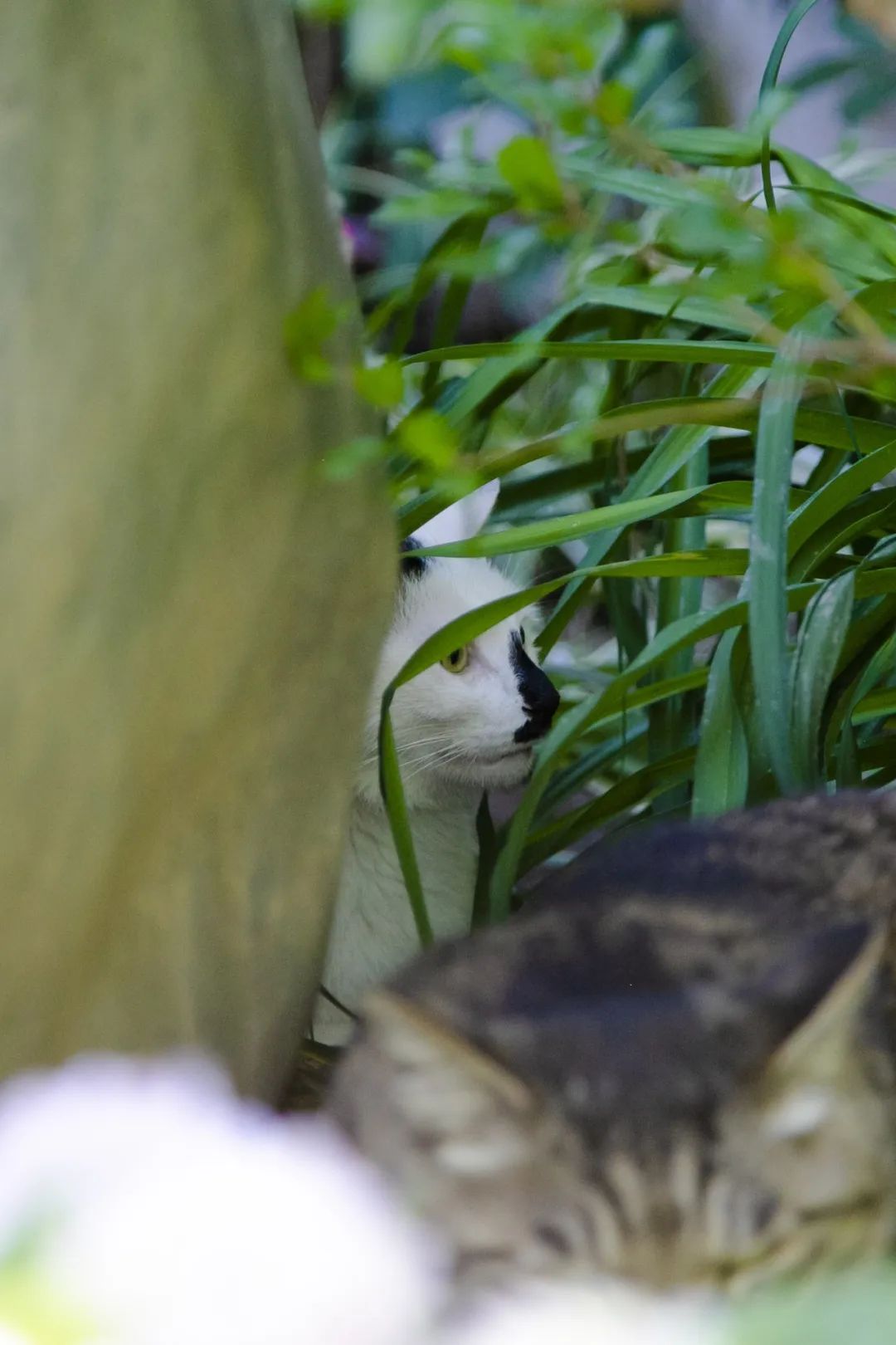 毛森森,观复猫毛森森