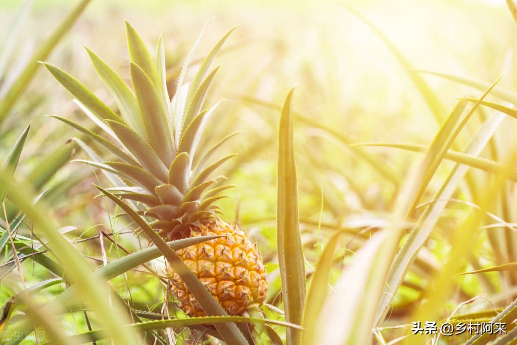 水果怎样买最新鲜的小技巧,挑选水果小妙招