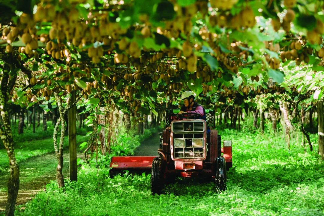 种子战争悄然开打，中国水果如何“接招”？