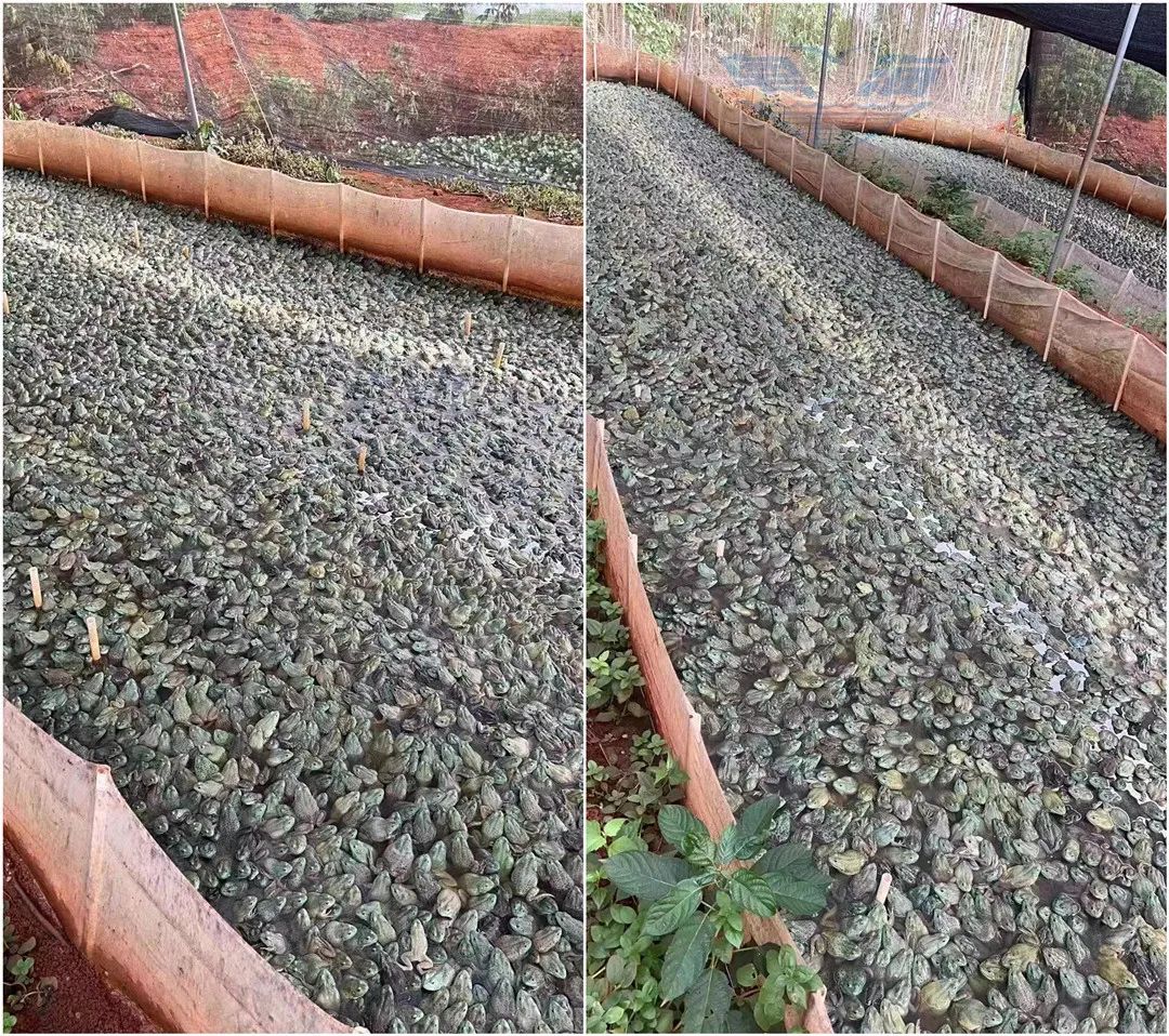 拥有多年的牛蛙养殖技术经验,致富经之牛蛙养殖