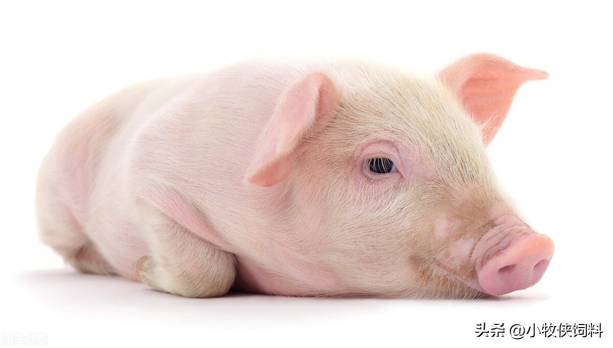 猪痢疾的症状打什么针,猪痢疾在临床上的特征是什么