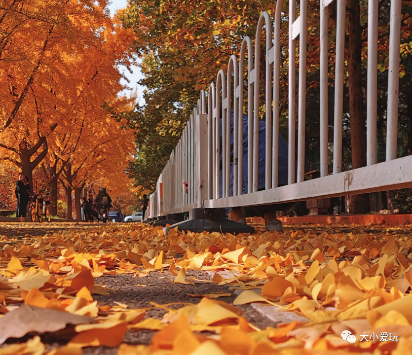 银杏最美的地方,这九个美丽的地方你想去看看吗