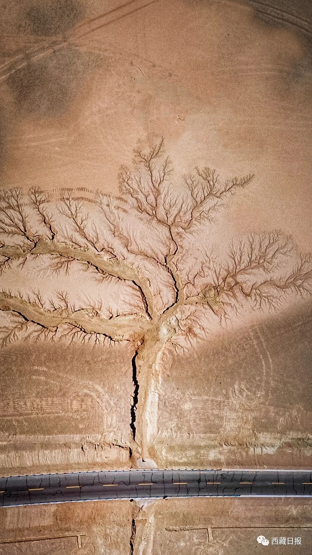 西藏的世界之树,西藏最大的大地之树