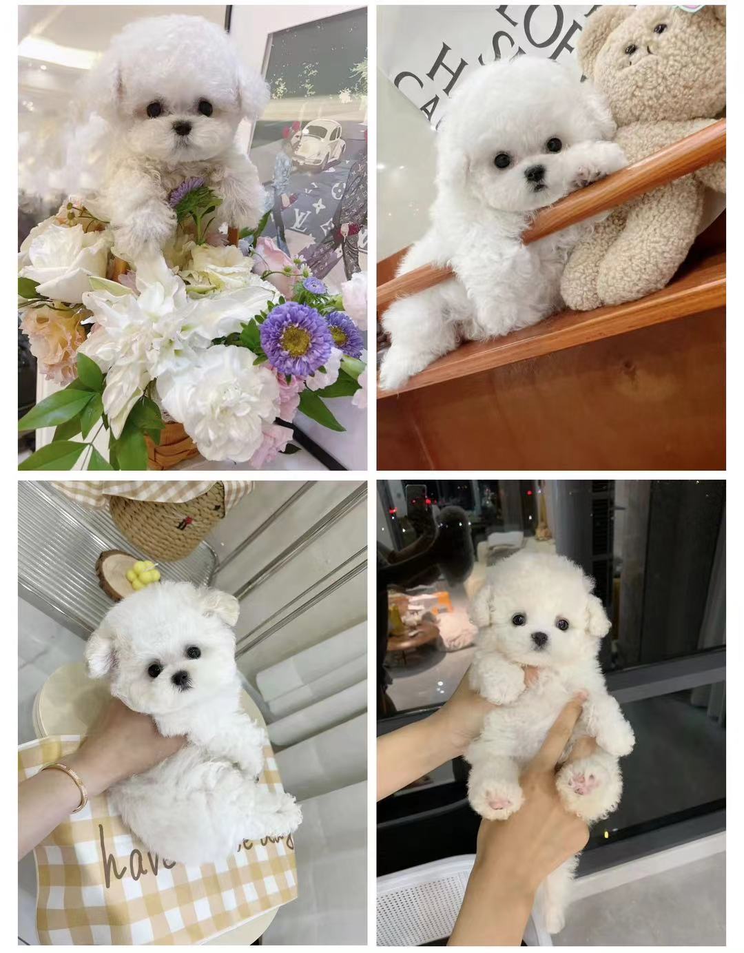 精品比熊幼犬纯种小体比熊犬,小体比熊犬和精品比熊犬舍