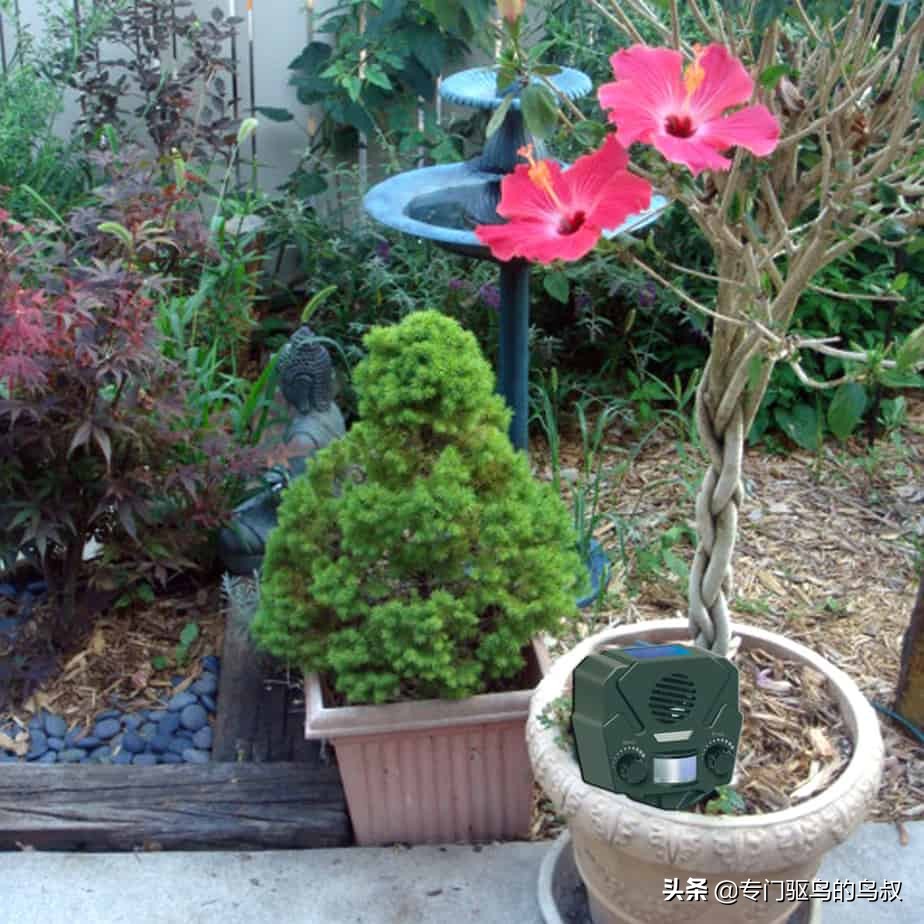 狡猾老鼠最有效驱赶方法,怎么摆脱老鼠