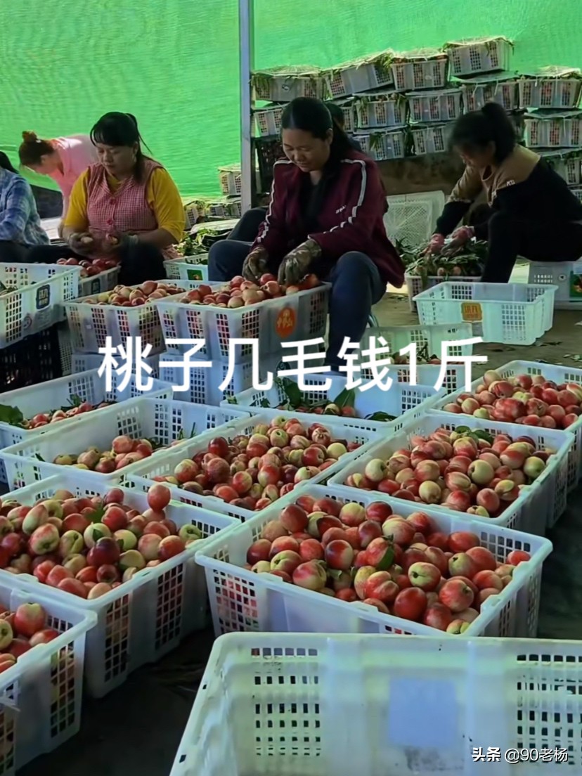 卖桃事件,有人卖桃子卖了30块一斤