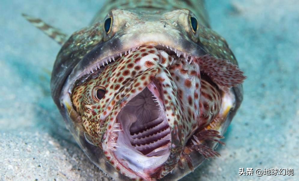 27张惊悚的动物照：青蛙被鼓风机活活风干，海鸥当街活吞大老鼠