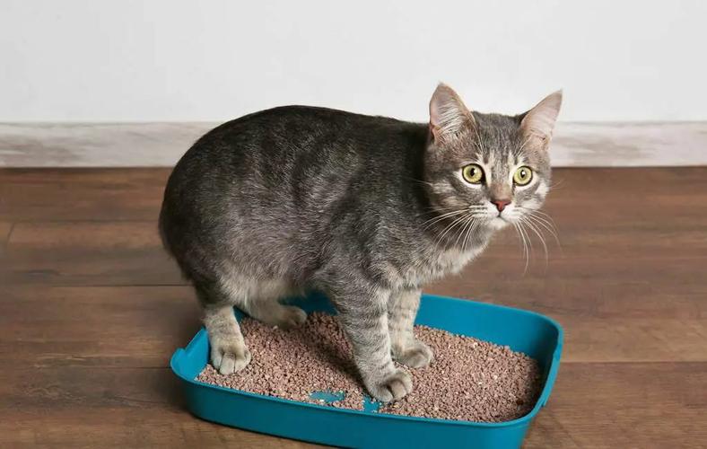 猫咪“发情期”的6大表现，铲屎官要重视