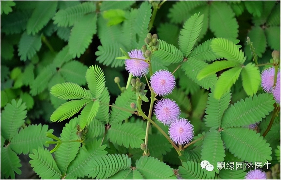 草坪杂草的防除方法,草坪杂草的物理防除