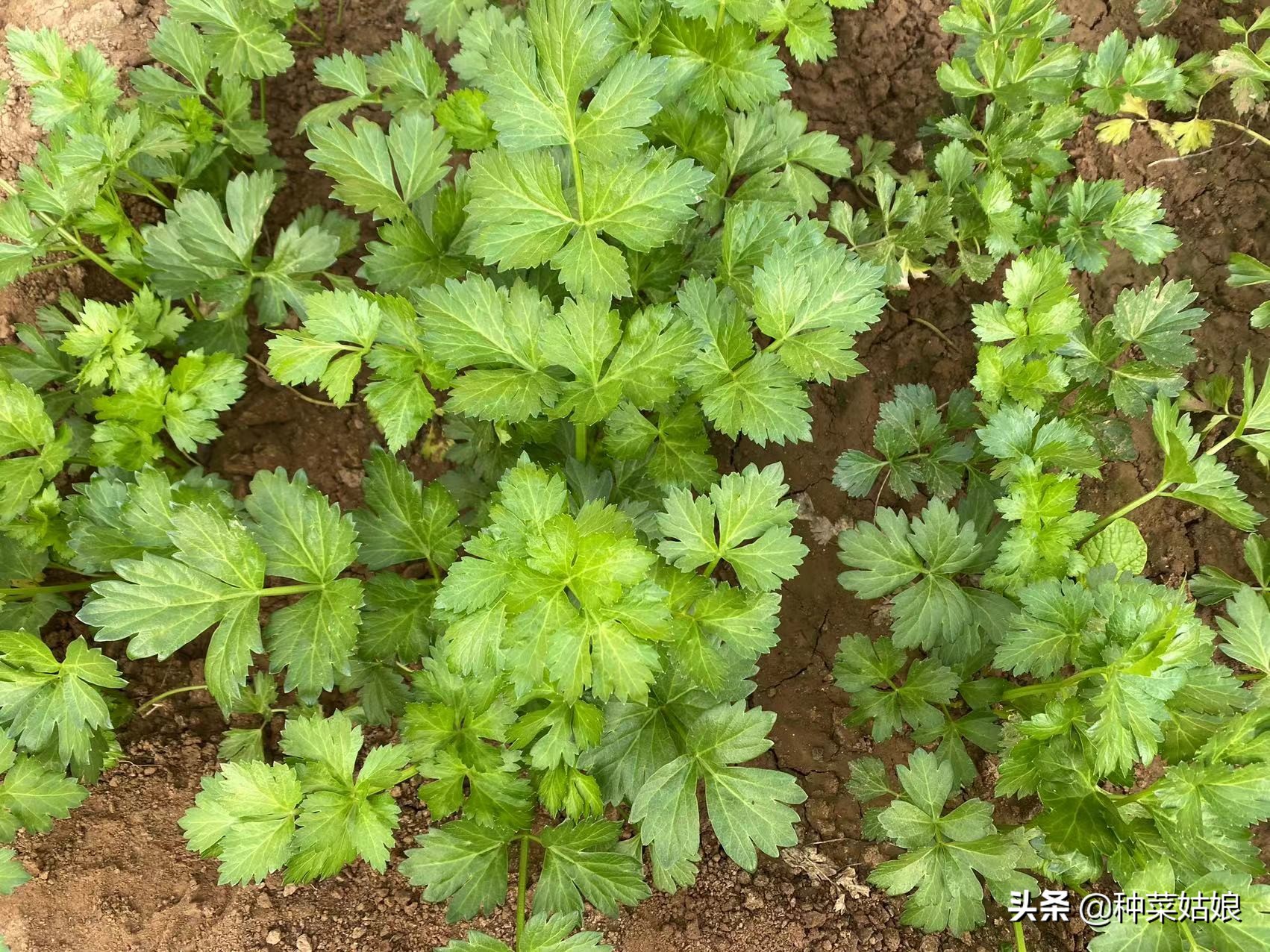种植芹菜什么时候施肥,用芹菜的根种芹菜浇不浇水