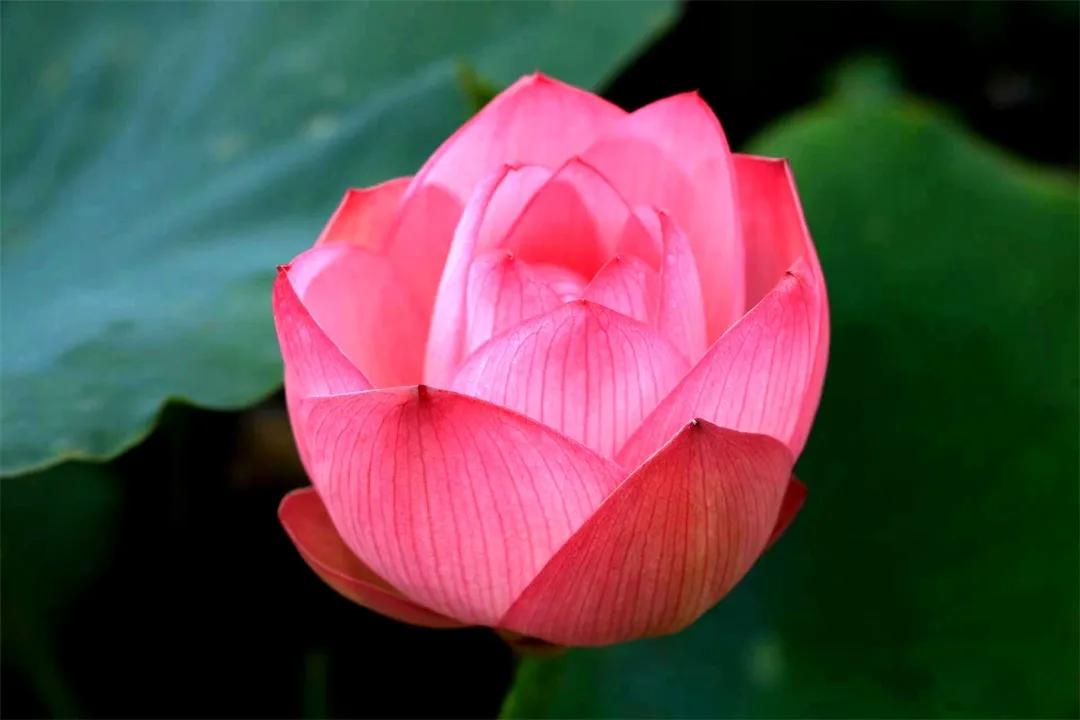 广州从化赏荷花胜地,从化草埔荷花