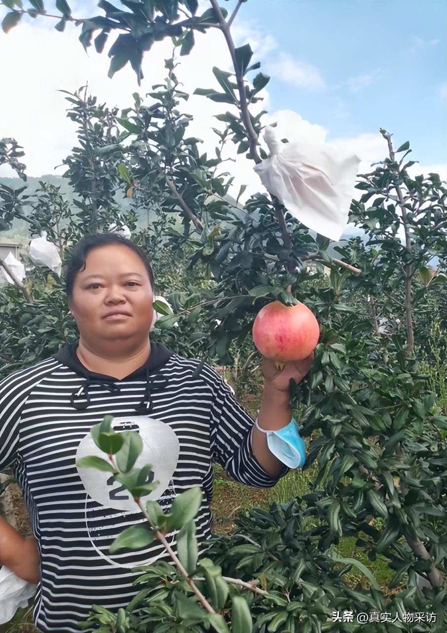 种石榴一亩收入多少钱,种10亩石榴一年收入