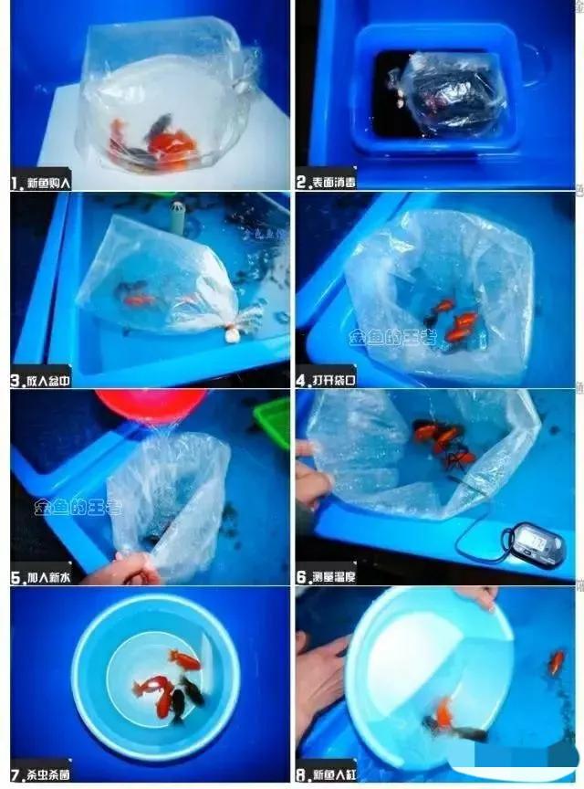 想要养金鱼怎么样才能把金鱼养好,养金鱼的正确方法和注意什么