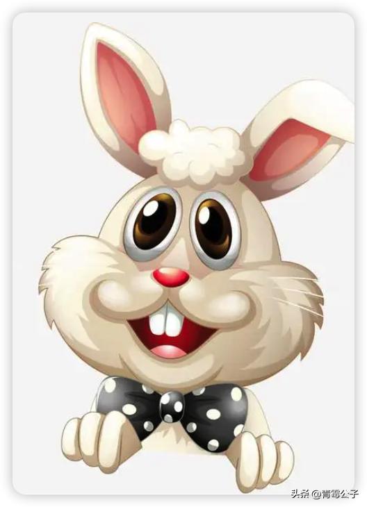 一只蓝色兔子是什么品种,一只蓝兔子