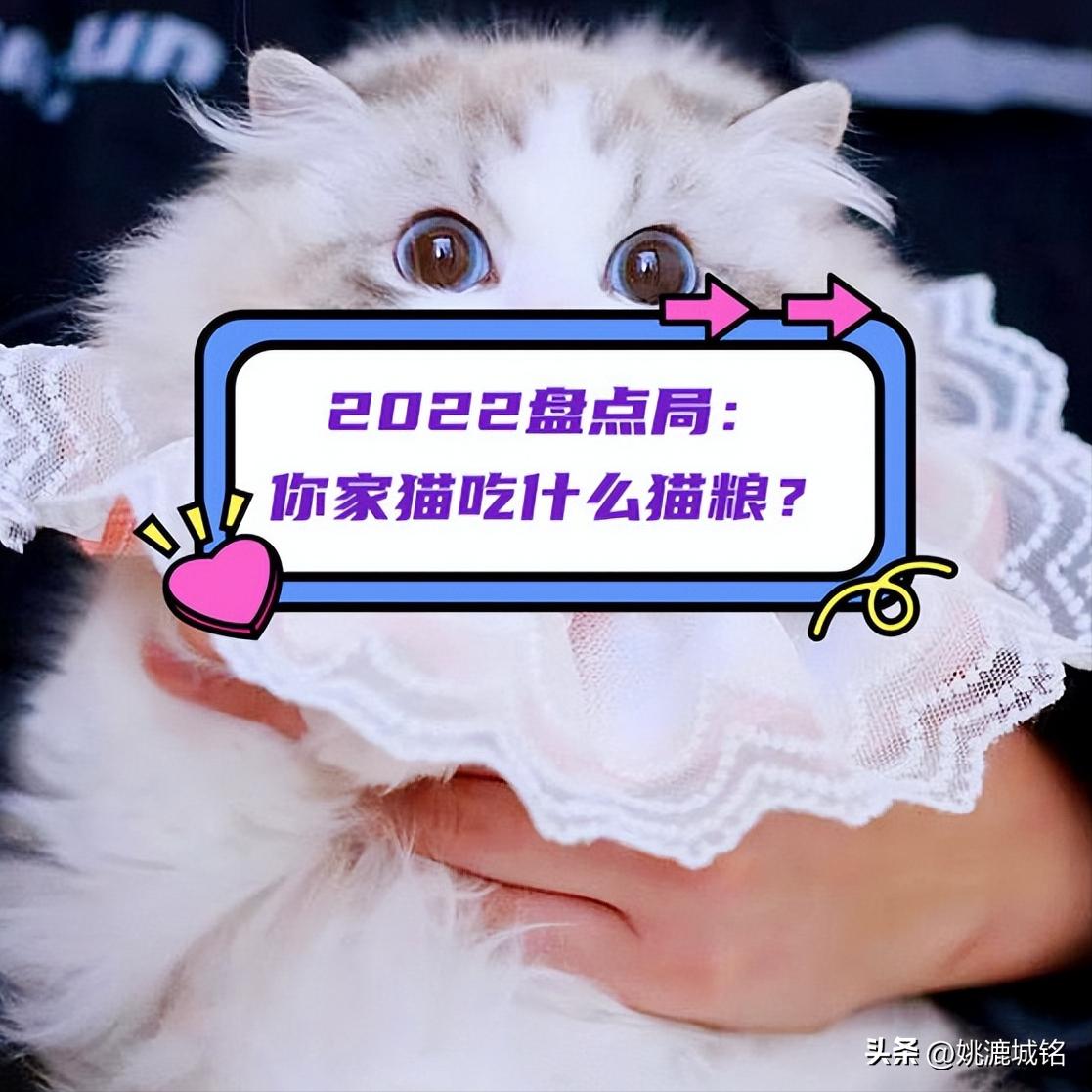 猫吃哪个牌子的猫粮比较好,2022猫粮排名